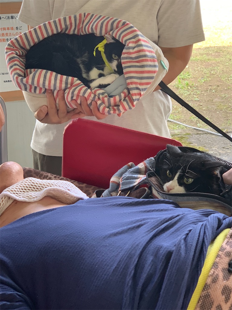 f:id:sakaivet2019:20240916235941j:image