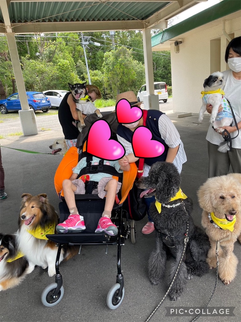 f:id:sakaivet2019:20240917001446j:image