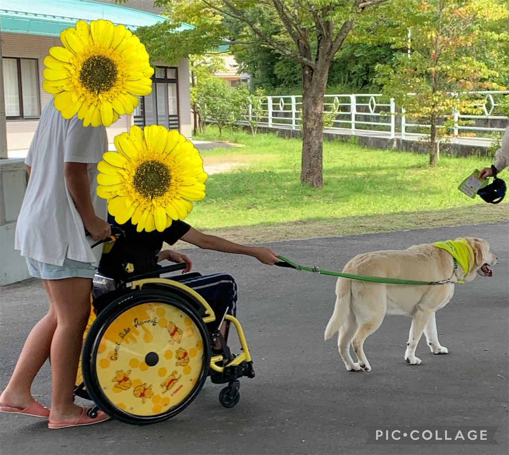 f:id:sakaivet2019:20240917002129j:image
