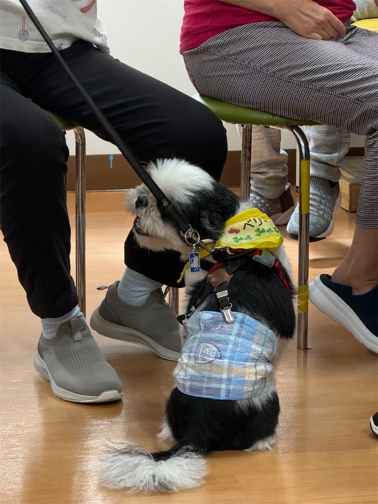 f:id:sakaivet2019:20240919192919j:image