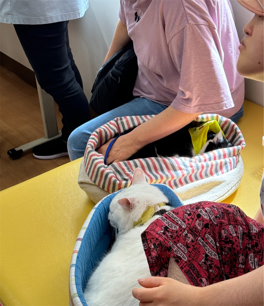 f:id:sakaivet2019:20240919192930j:image