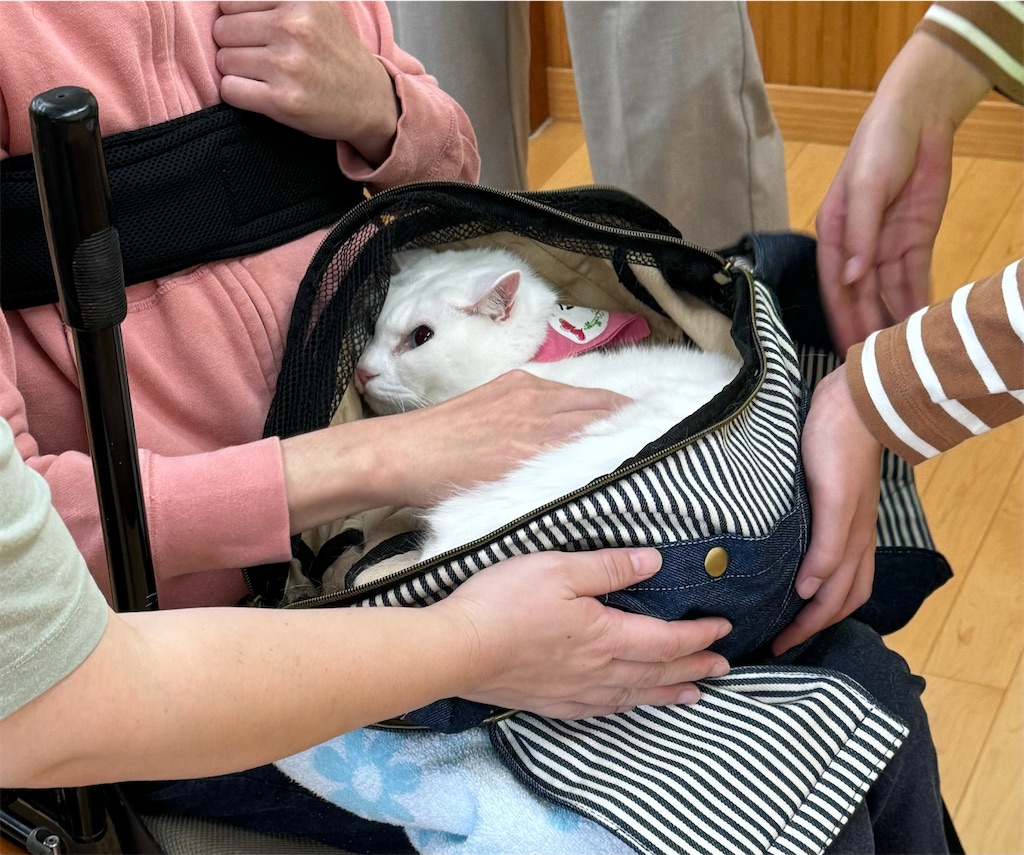 f:id:sakaivet2019:20241005213455j:image