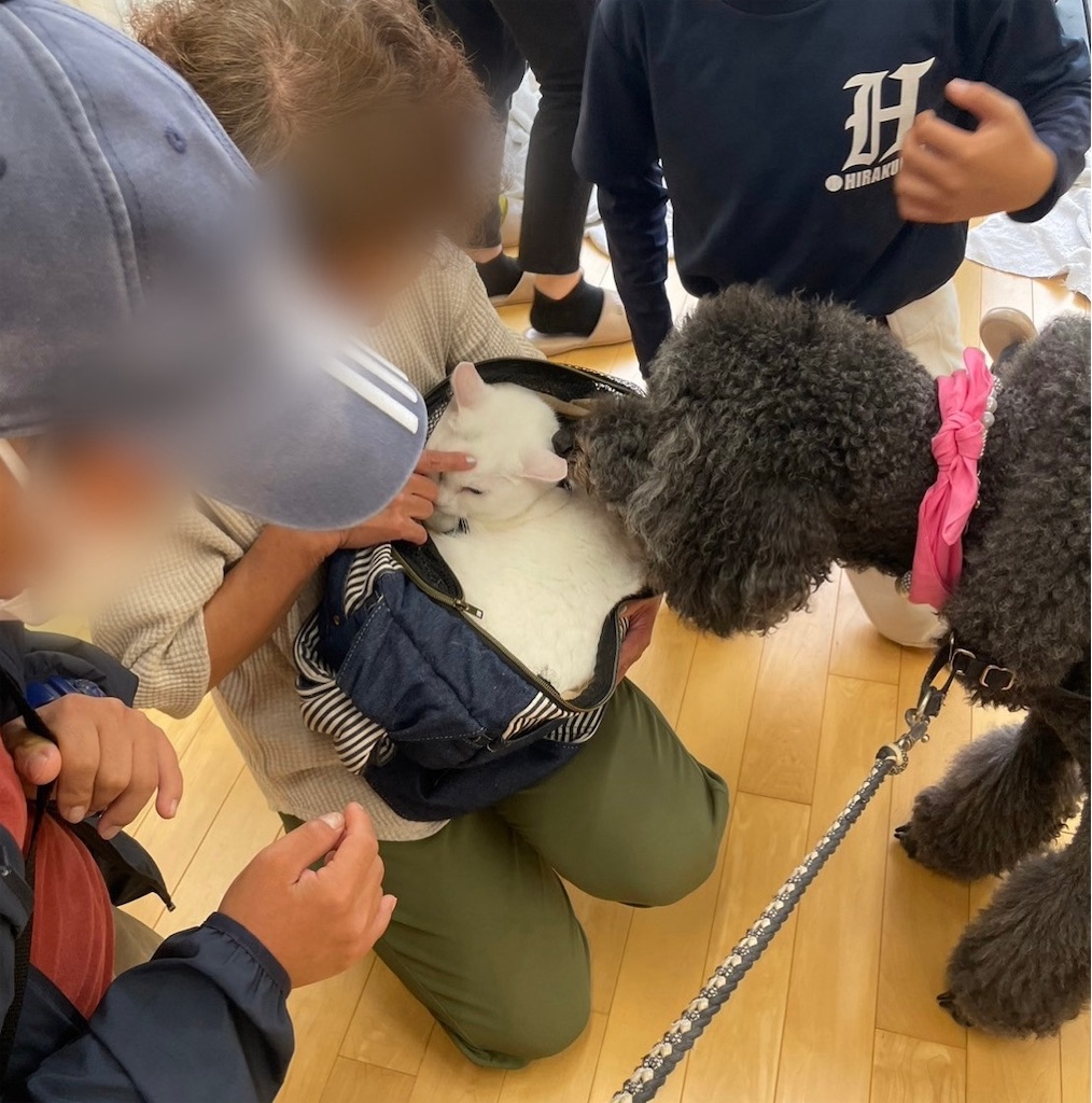 f:id:sakaivet2019:20241005213507j:image