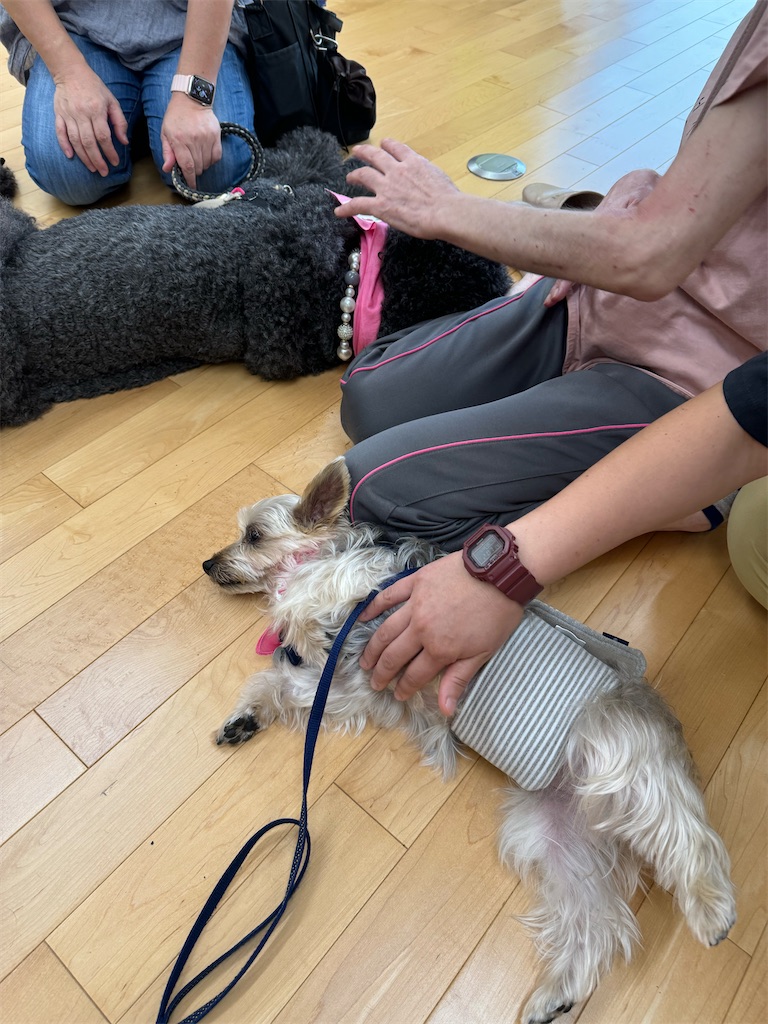 f:id:sakaivet2019:20241005213922j:image