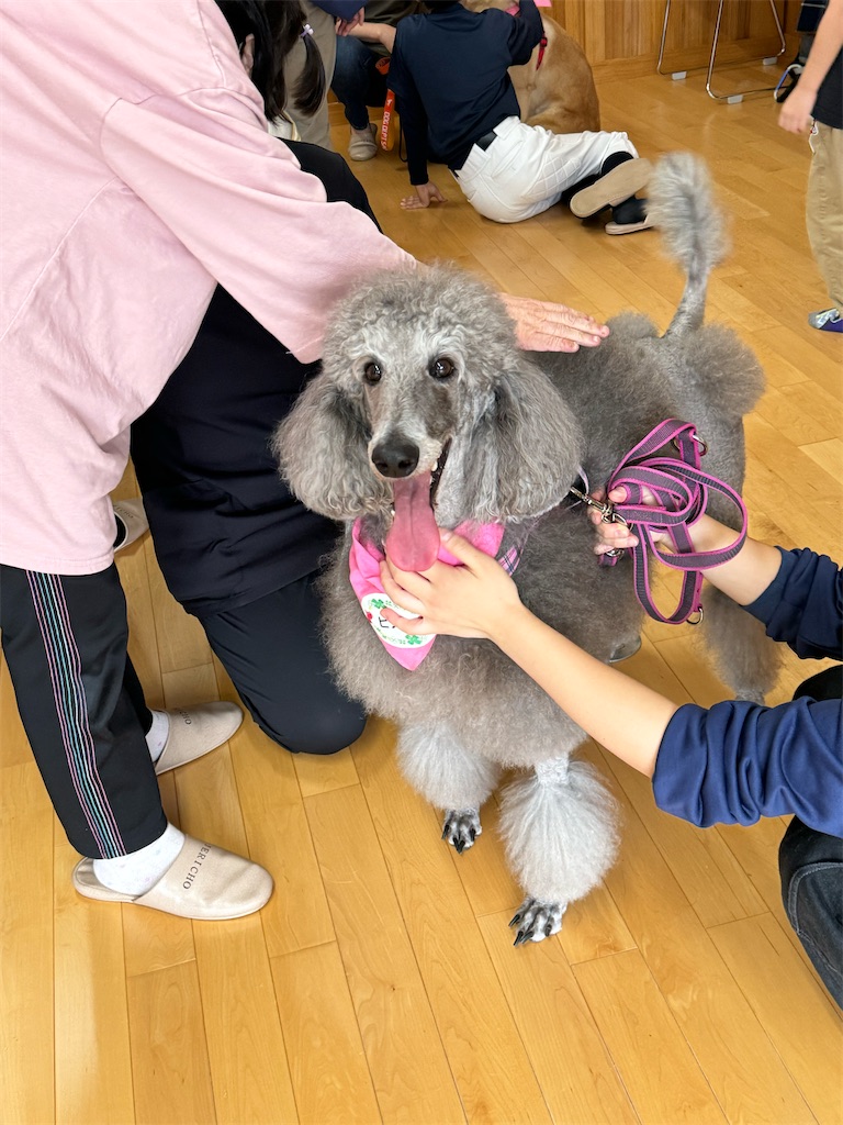 f:id:sakaivet2019:20241005214234j:image