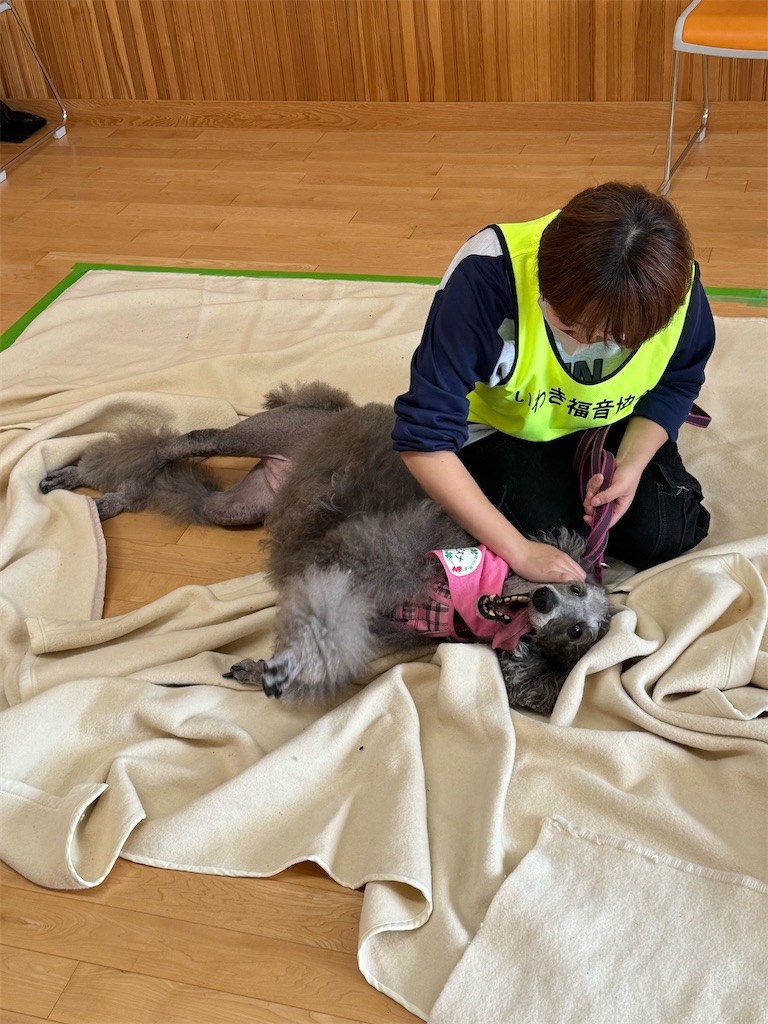 f:id:sakaivet2019:20241005214238j:image