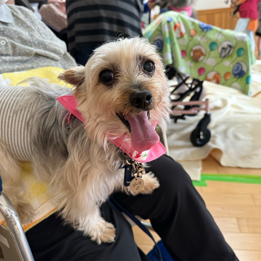 f:id:sakaivet2019:20241005214327j:image