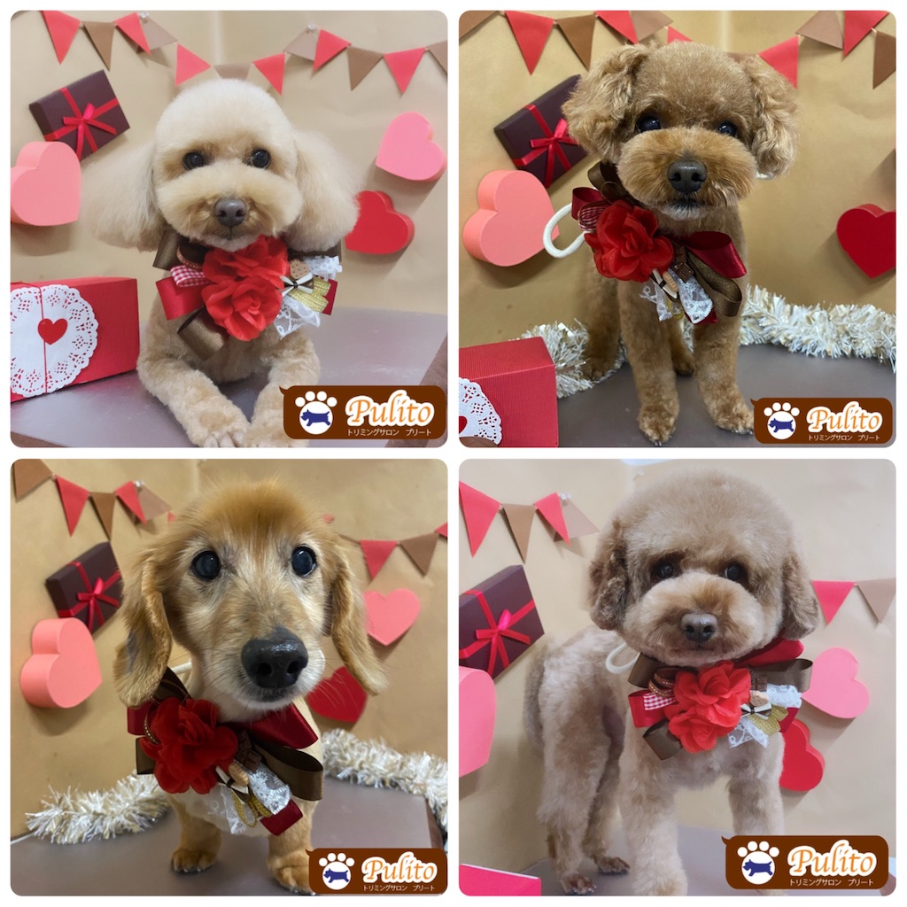 f:id:sakaivet2999:20210222092731j:image f:id:sakaivet2999:20210222092731j:image