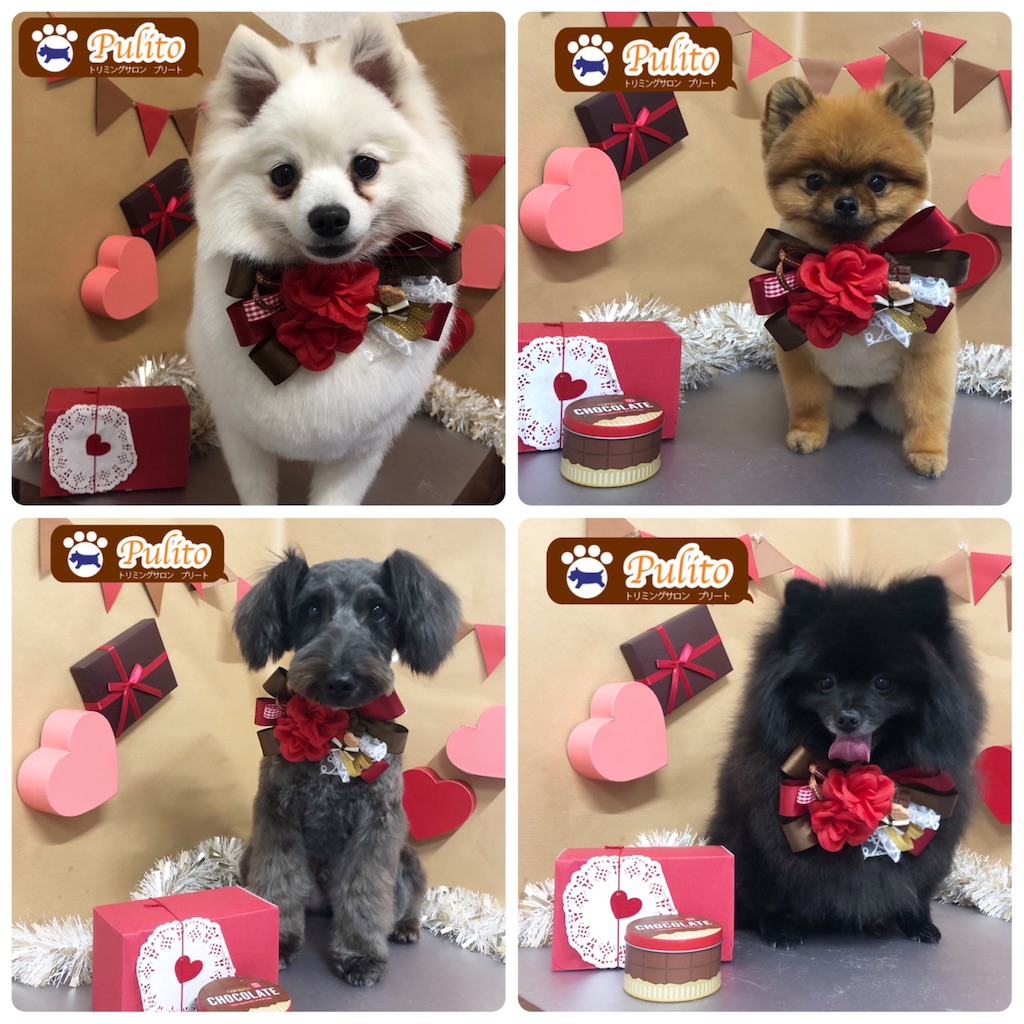 f:id:sakaivet2999:20210222092735j:image f:id:sakaivet2999:20210222092735j:image