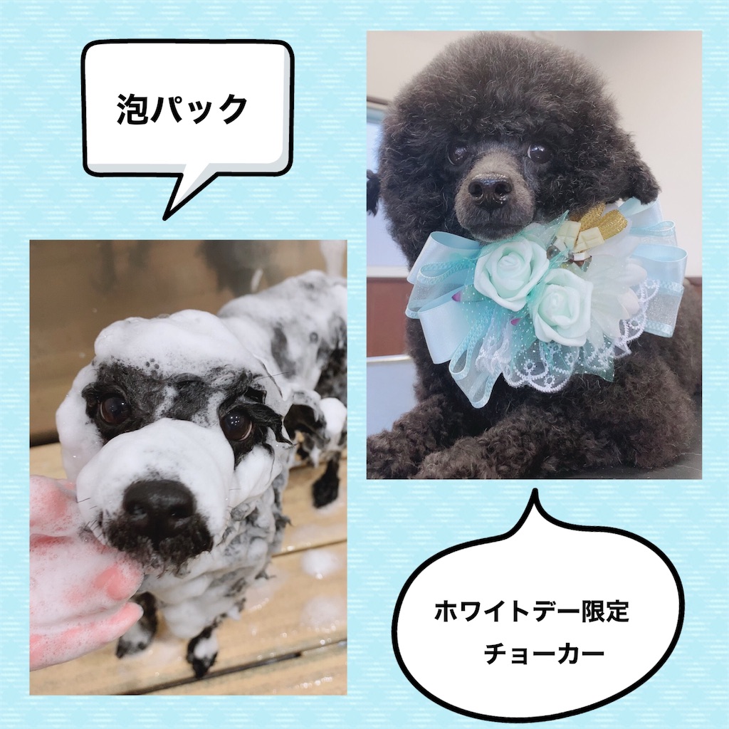 f:id:sakaivet2999:20210222092753j:image f:id:sakaivet2999:20210222092753j:image