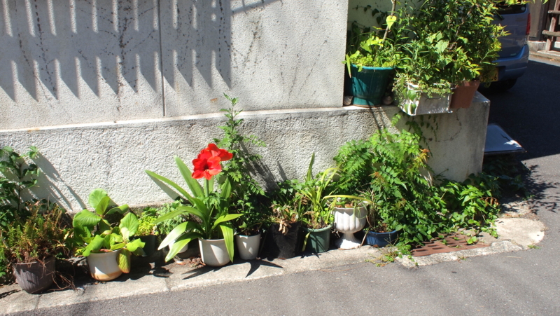 f:id:sakakazupics:20170528143230j:image