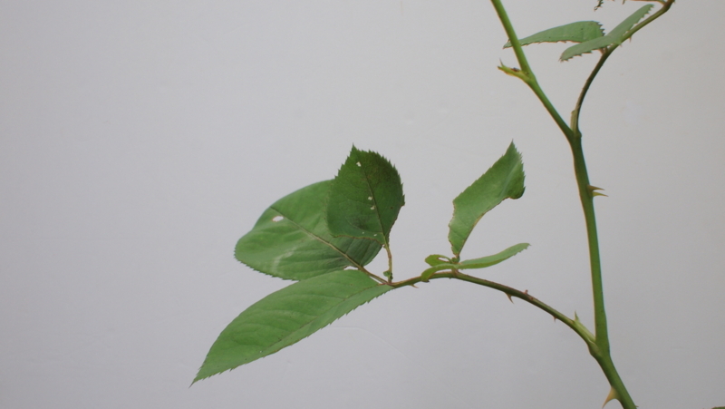 f:id:sakakazupics:20170618174939j:image