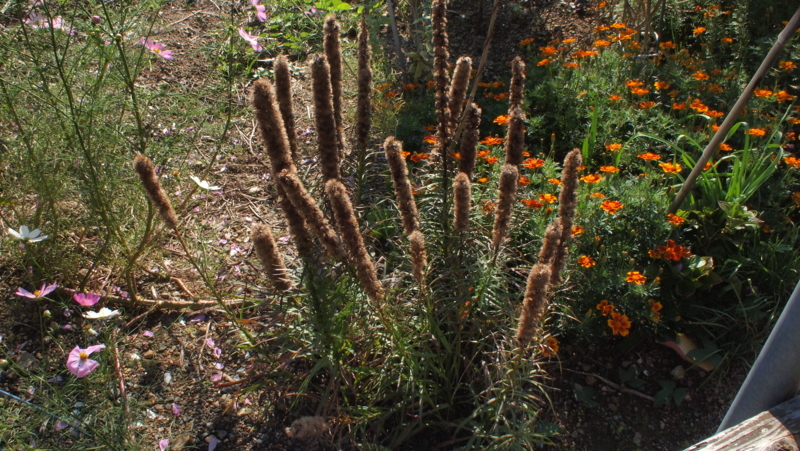 f:id:sakakazupics:20171009145404j:image