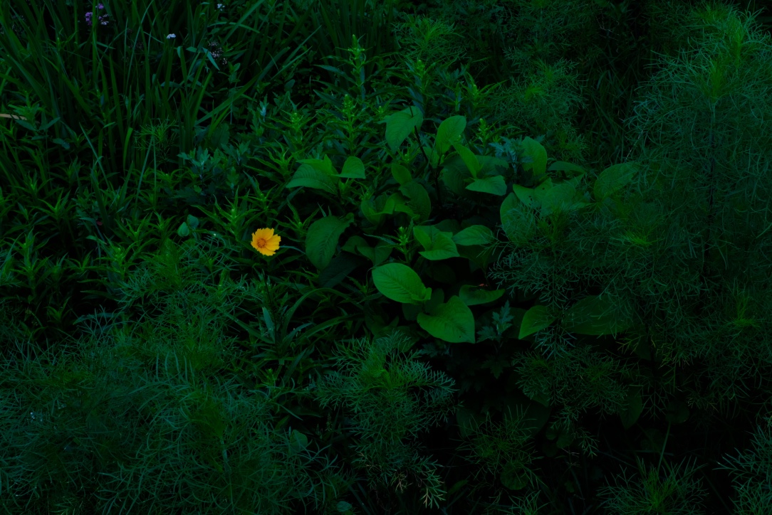 f:id:sakakazupics:20200724111948j:plain