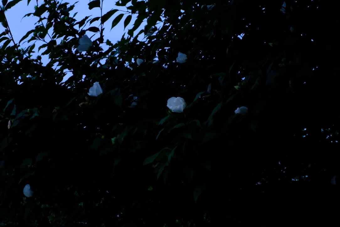 f:id:sakakazupics:20200724112005j:plain