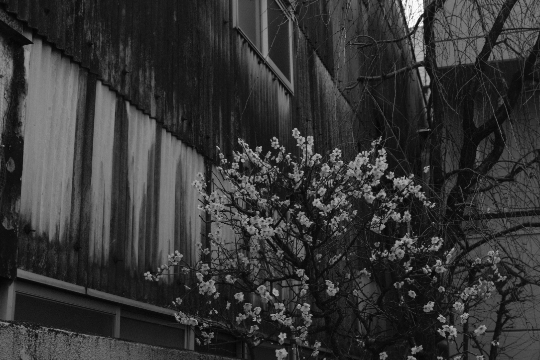 f:id:sakakazupics:20210223113242j:plain