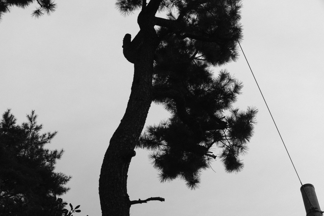 f:id:sakakazupics:20210223113452j:plain