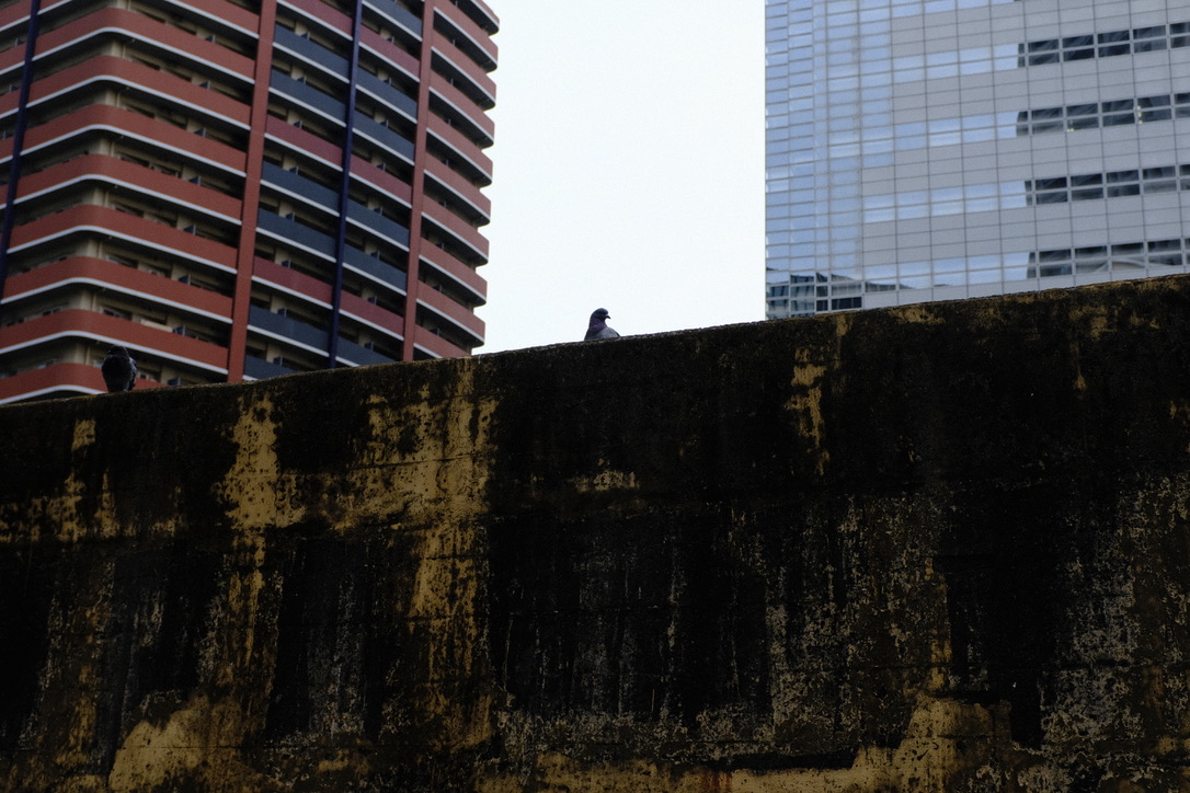 f:id:sakakazupics:20211024143831j:plain