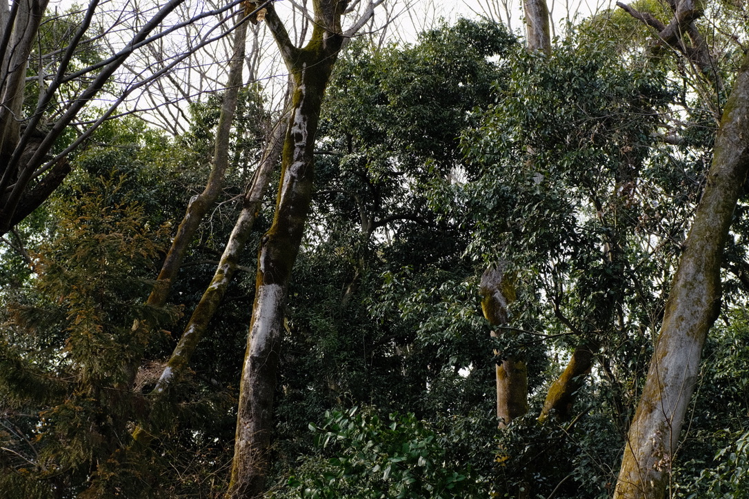 f:id:sakakazupics:20220313143736j:plain