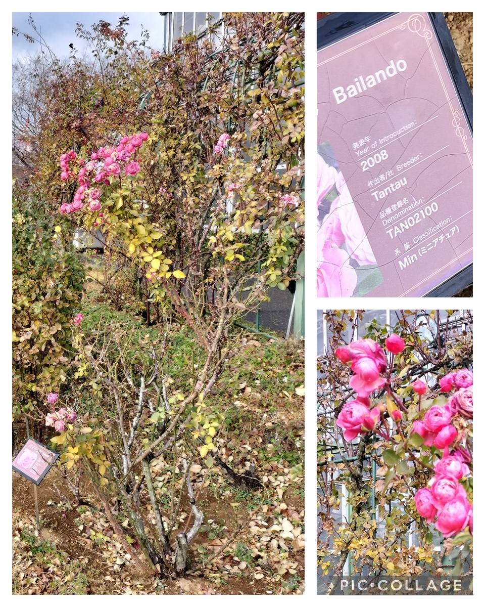 バラ苗(入手困難廃盤品種) 接ぎ木新苗 超激レア種 【公式通販】