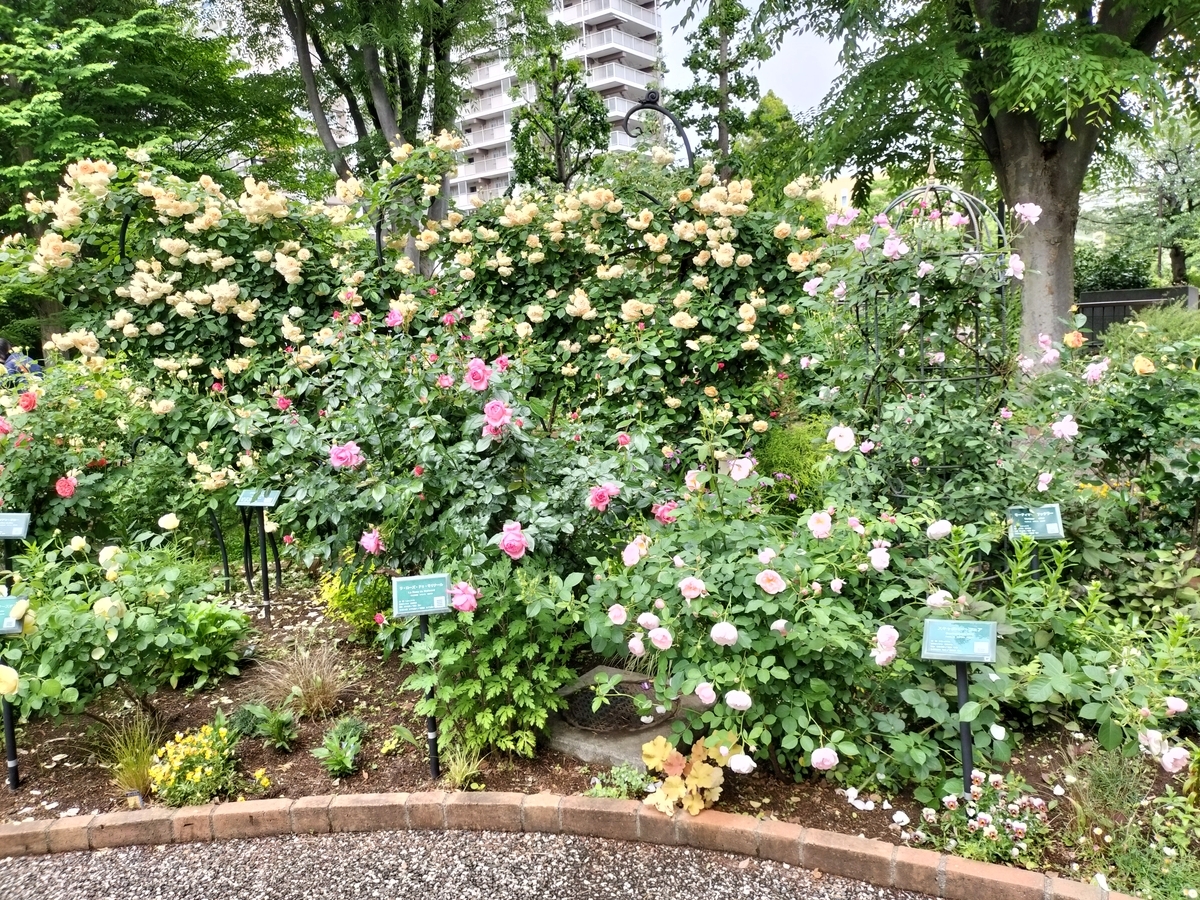 品種レポ｜春の