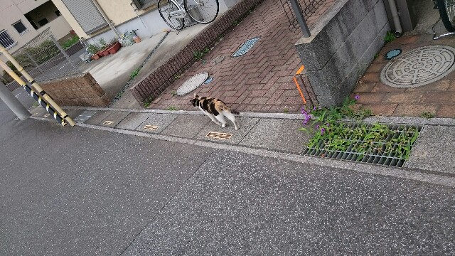 f:id:sakamotwin:20160721235751j:image f:id:sakamotwin:20160721235751j:image