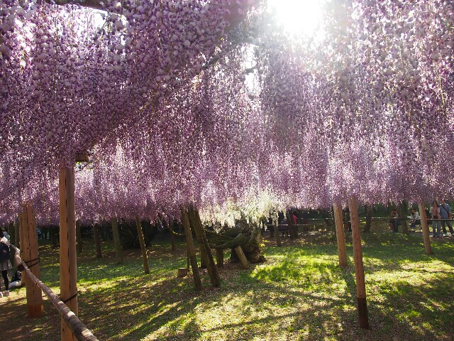 f:id:sakamotwin:20161229234042j:image