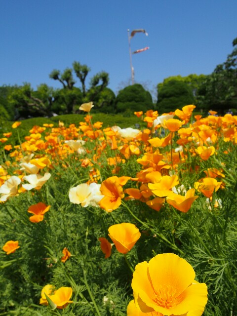 f:id:sakamotwin:20161229234515j:image