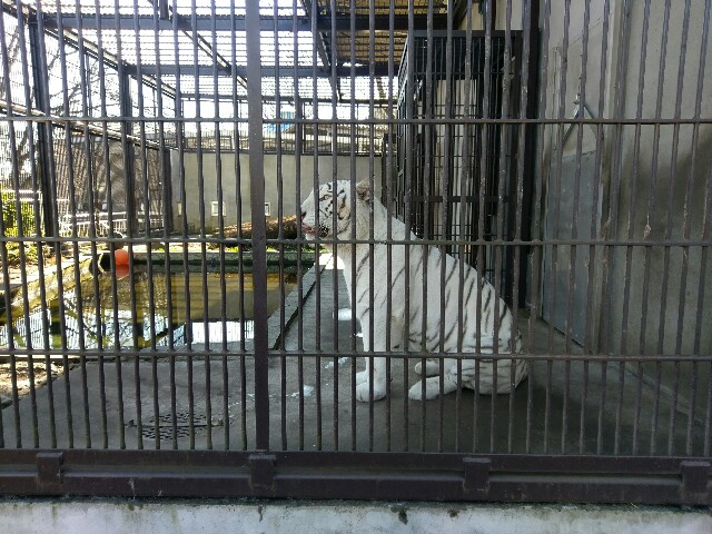 f:id:sakamotwin:20170108071359j:image f:id:sakamotwin:20170108071359j:image