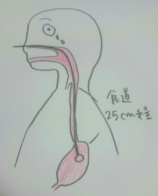 f:id:sakamotwin:20170309225829j:image f:id:sakamotwin:20170309225829j:image
