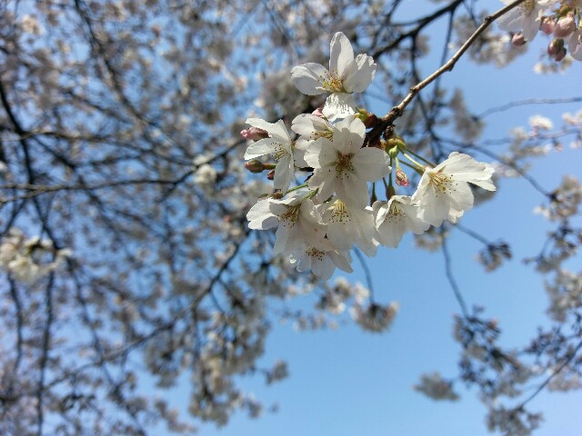 f:id:sakamotwin:20170404224014j:image