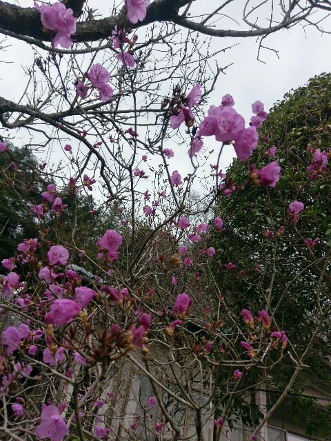 f:id:sakamotwin:20170411015957j:image