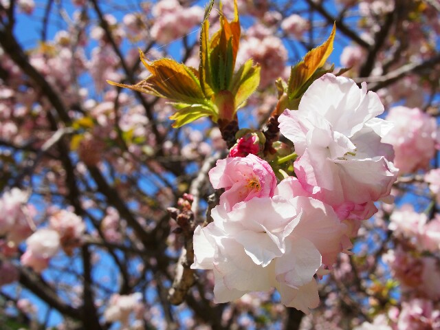 f:id:sakamotwin:20170427212212j:image