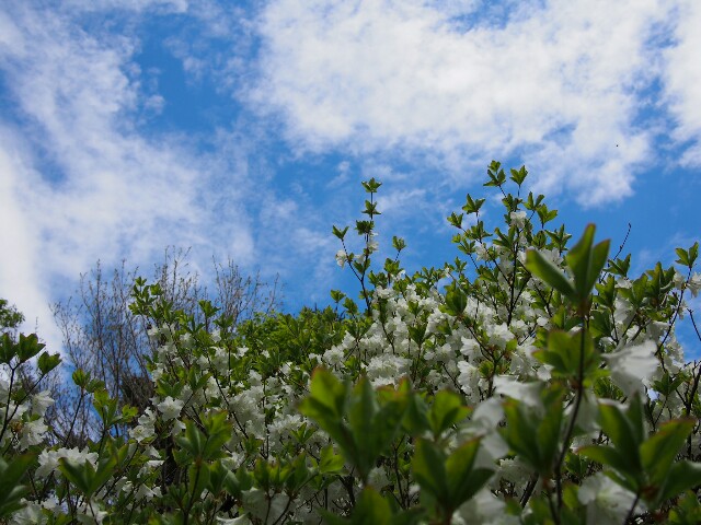 f:id:sakamotwin:20170509224807j:image