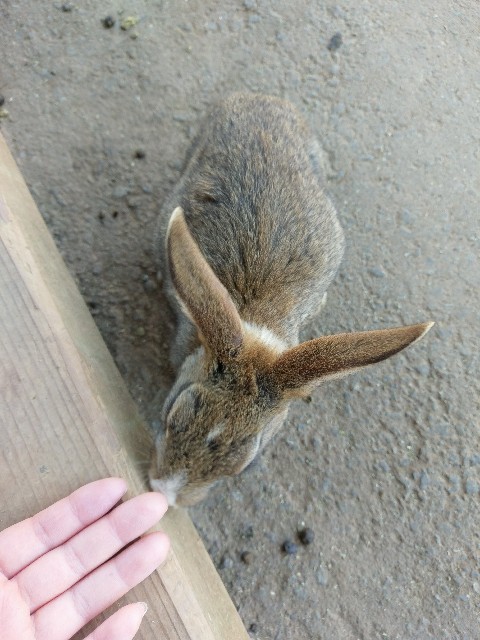 f:id:sakamotwin:20170513012815j:image f:id:sakamotwin:20170513012815j:image