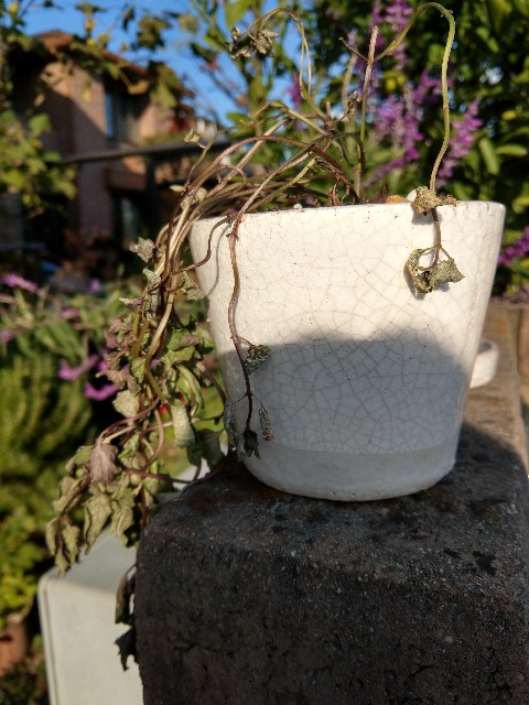 f:id:sakamotwin:20171104064023j:image f:id:sakamotwin:20171104064023j:image