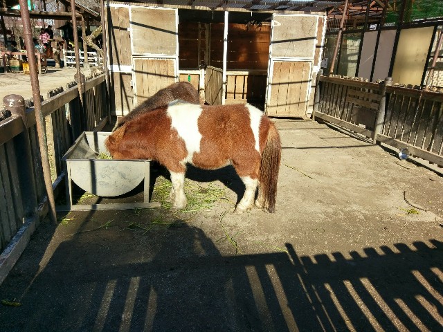 f:id:sakamotwin:20180204105035j:image