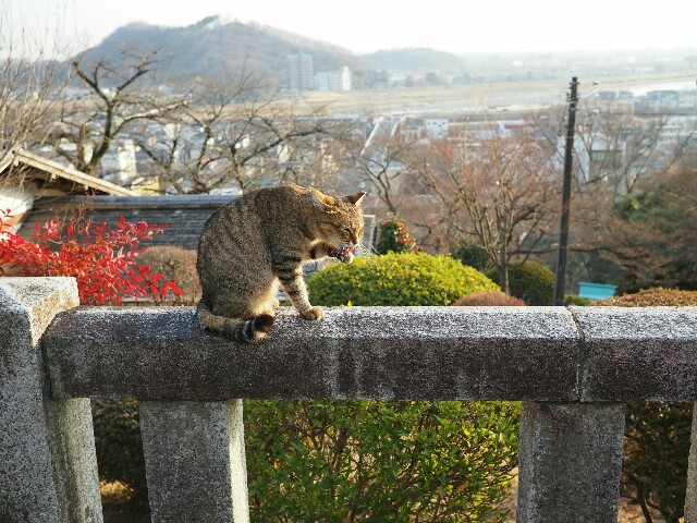 f:id:sakamotwin:20180318223829j:image