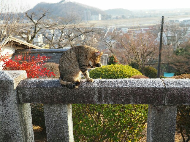 f:id:sakamotwin:20180318223856j:image