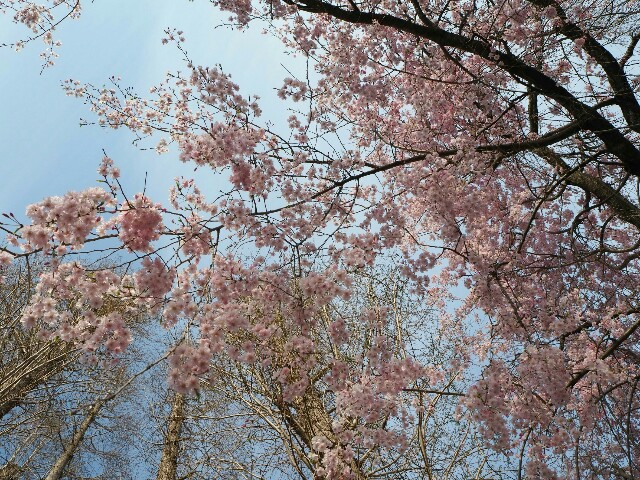 f:id:sakamotwin:20180401213724j:image