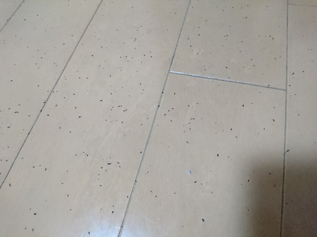 f:id:sakamotwin:20190127224856j:image