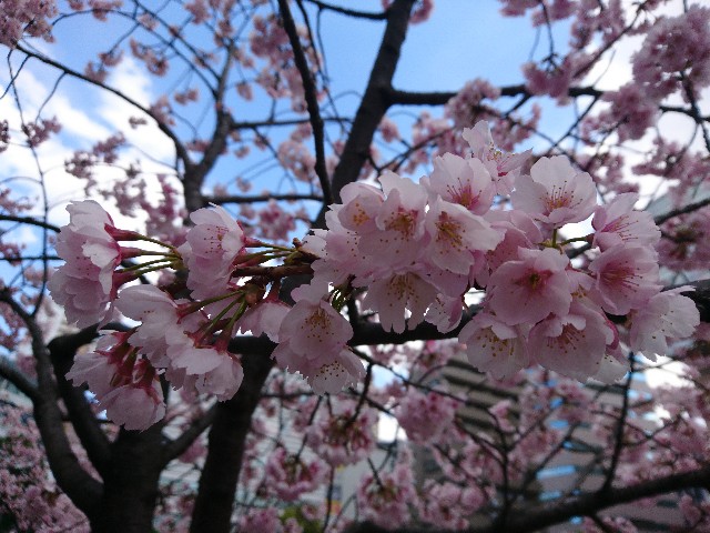 f:id:sakamotwin:20190317215416j:image