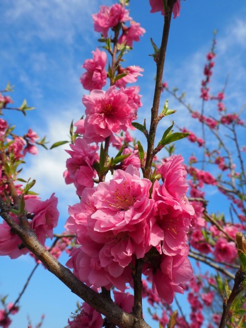 f:id:sakamotwin:20190328220049j:image