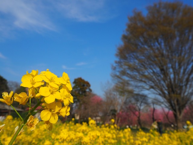 f:id:sakamotwin:20190328220106j:image
