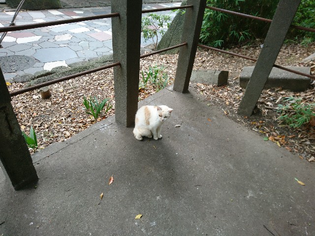 f:id:sakamotwin:20190905232129j:image