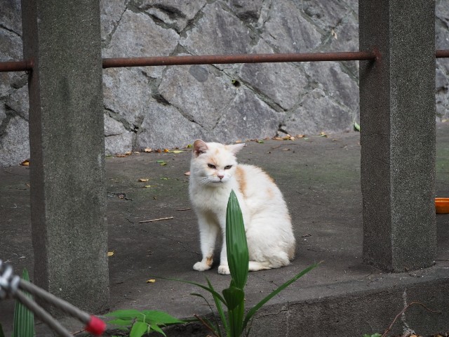 f:id:sakamotwin:20190905232753j:image