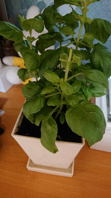 f:id:sakamotwin:20200124234228j:image