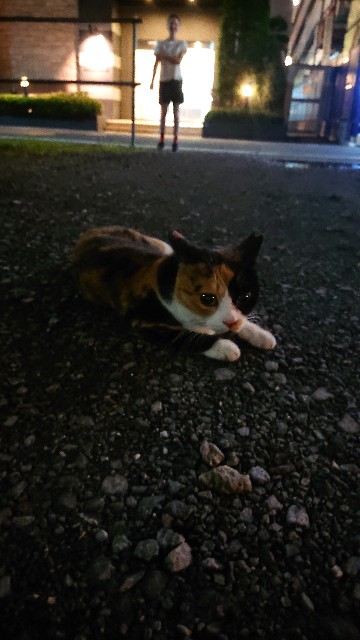 f:id:sakamotwin:20200727175509j:image