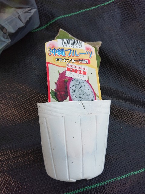 f:id:sakamotwin:20200806232607j:image