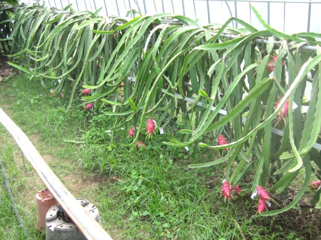 f:id:sakamotwin:20200806233424j:image